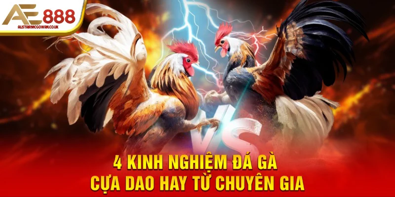 Kinh Nghiệm Đọc Tướng Gà Cựa Dao Trước Khi Xuống Tiền