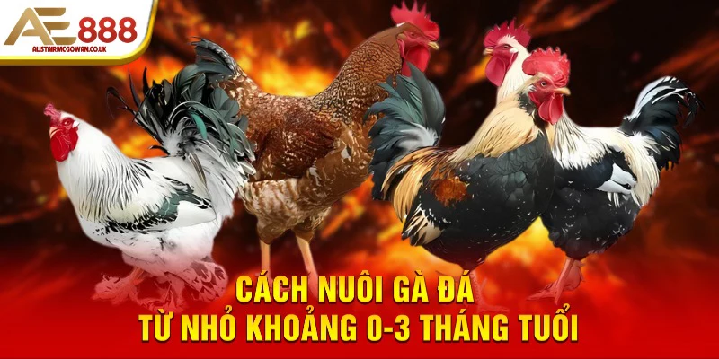 Chuồng Trại Cho Gà Đá Từ Nhỏ Cần Đảm Bảo Những Điều Kiện Gì?