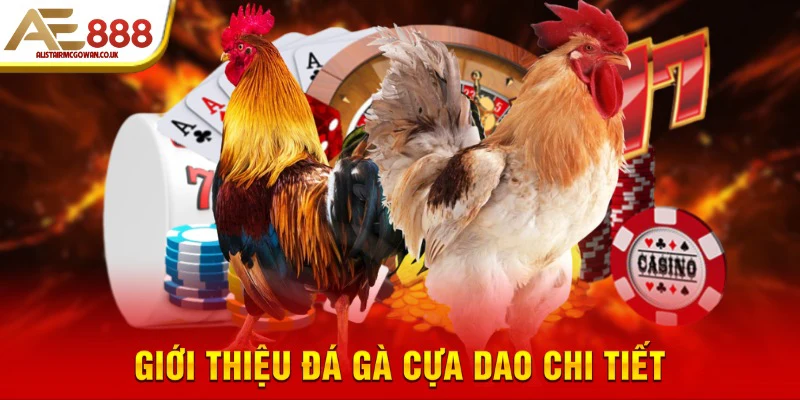 Đá Gà Cựa Dao Là Gì?