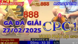 Tổng hợp lại Clip đá gà trực tiếp ngày 27/2/2025