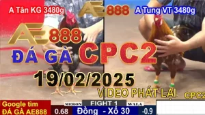Các Video Đá Gà Thomo C2 Trực Tiếp 19/2/2025