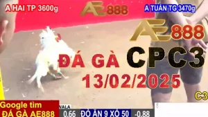 Video Xem lại Đá Gà Thomo CPC3 Hôm Nay 13/2/2025