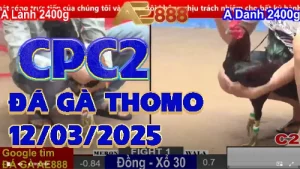 [C2] Đá Gà Trực Tiếp CPC2 Tại Campuchia 12/3/2025
