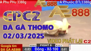 FULL video đá gà trực tiếp ngày 02/3/2025