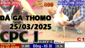 [CPC1] Clip Đá Gà Thomo C1 tại Campuchia - 25/03/2025