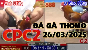 [CPC2] Đá Gà Trực Tiếp C2 Ngày 26/03/2025