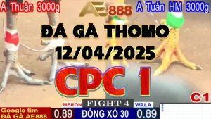 Phát lại video đá gà trực tiếp bồ gà C1 12/04/2025