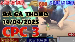 Đá gà trực tiếp C3 tại Thomo ngày 14/04/2025