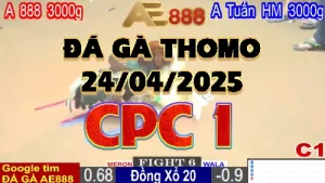 Video đá gà trực tiếp C1 ngày 24/04/2025