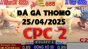 Full Video đá gà thomo C2 ngày 25/04/2025