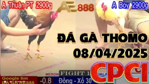 Xem lại Video Đá Gà Trực Tiếp C1 ngày 08/04/2025