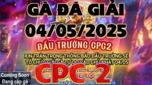 VIDEO GÀ ĐÁ GIẢI CPC2 NGÀY 04/05/2025