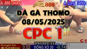 Video Đá gà Trực Tiếp C1 Ngày 08/05/2025