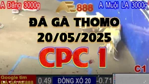 Xem Lại Clip Đá Gà Trực Tiếp C1 - 20/05/2025
