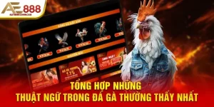 Tổng hợp những thuật ngữ trong đá gà thường thấy nhất