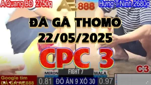 Tổng Hợp Video Đá Gà Trực Tiếp C3 - 22/05/2025