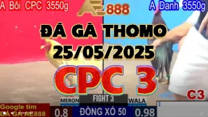 Video Đá Gà Thái VS Gà Việt tại CPC3 ngày 25/05/2025