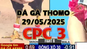 Video Phát Lại Đá Gà Trực Tiếp C3 - 29/05/2025