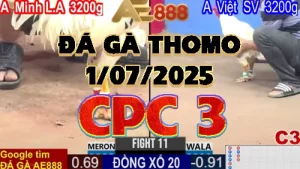 Video phát lại đá gà trực tiếp CPC3 ngày 01/07/2025