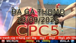 Video phát lại đá gà trực tiếp CPC5 ngày 23 /09/2025