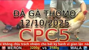 Video phát lại đá gà trực tiếp CPC5 ngày 12/10/2025