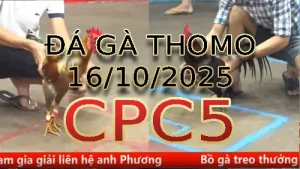 Video phát lại đá gà trực tiếp CPC5 ngày 16/10/2025