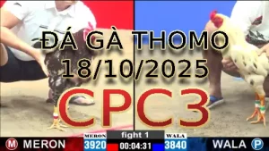 Video phát lại đá gà trực tiếp CPC3 ngày 18/10/2025