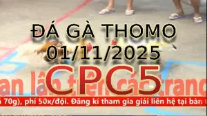 Video phát lại đá gà trực tiếp CPC5 ngày 01/11/2025