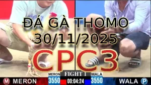 Video phát lại đá gà trực tiếp CPC3 ngày 30112025