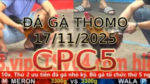 Video phát lại đá gà trực tiếp CPC5 ngày 17112025