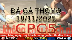 Video phát lại đá gà trực tiếp CPC5 ngày 18112025