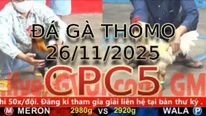 Video phát lại đá gà trực tiếp CPC5 ngày 26112025