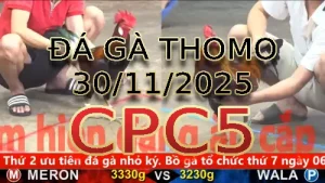 Video phát lại đá gà trực tiếp CPC5 ngày 30112025