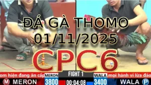Video phát lại đá gà trực tiếp CPC6 ngày 01/11/2025