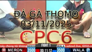 Video phát lại đá gà trực tiếp CPC6 ngày 03/11/2025