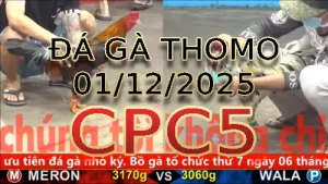 Video phát lại đá gà trực tiếp CPC5 ngày 01122025