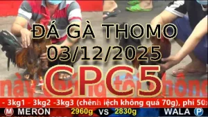 Video phát lại đá gà trực tiếp CPC5 ngày 03122025