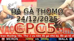 Video phát lại đá gà trực tiếp CPC5 ngày 24122025
