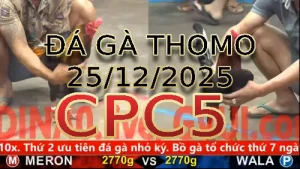 Video phát lại đá gà trực tiếp CPC5 ngày 25122025