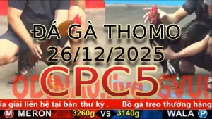 Video phát lại đá gà trực tiếp CPC5 ngày 26122025