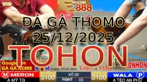 Video phát lại đá gà trực tiếp TONHON ngày 25122025