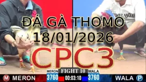 Video phát lại đá gà trực tiếp CPC3 ngày 18012026