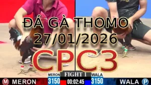 Video phát lại đá gà trực tiếp CPC3 ngày 27012026