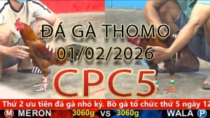 Video phát lại đá gà trực tiếp CPC5 ngày 01022026