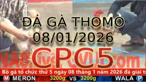 Video phát lại đá gà trực tiếp CPC5 ngày 08012026
