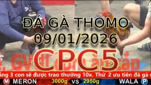 Video phát lại đá gà trực tiếp CPC5 ngày 09012026