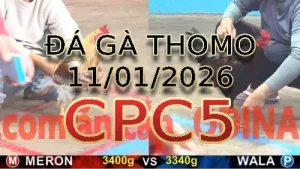 Video phát lại đá gà trực tiếp CPC5 ngày 11012026