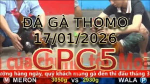 Video phát lại đá gà trực tiếp CPC5 ngày 17012026