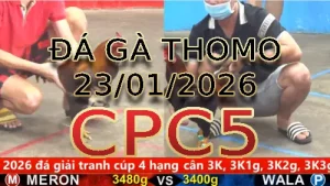 Video phát lại đá gà trực tiếp CPC5 ngày 23012026
