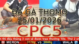 Video phát lại đá gà trực tiếp CPC5 ngày 25012026